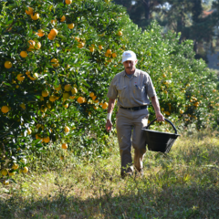 calculan que habrá 70% menos de producción citrícola