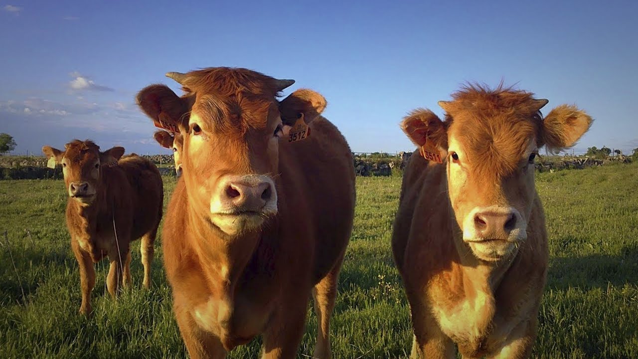 Brindan pautas para prevenir el estrés calórico en ganado bovino