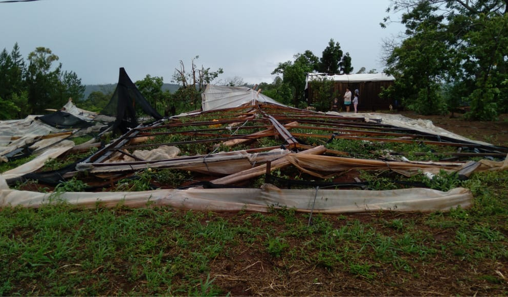 Postes y árboles caídos, invernaderos afectados y vecinos sin luz por la tormenta en San Vicente