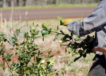 Impulsan la creación de una obra social para productores yerbateros