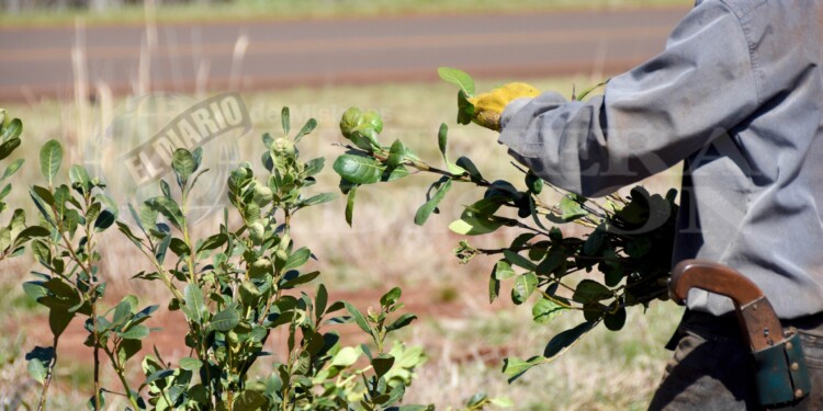 NO ES EL MEJOR LUGAR. Si bien la ley autoriza, no serían muchos los adolescentes que vayan a trabajar a la tarefa por iniciativa propia. (Imagen ilustrativa)