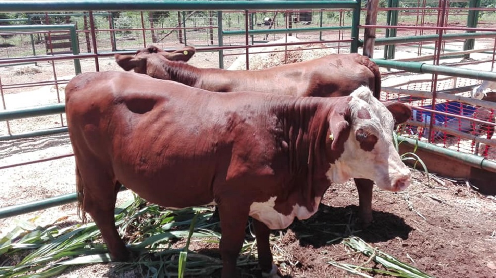 Ganaderos de Libertador General San Martín en alerta ante los casos de abigeato