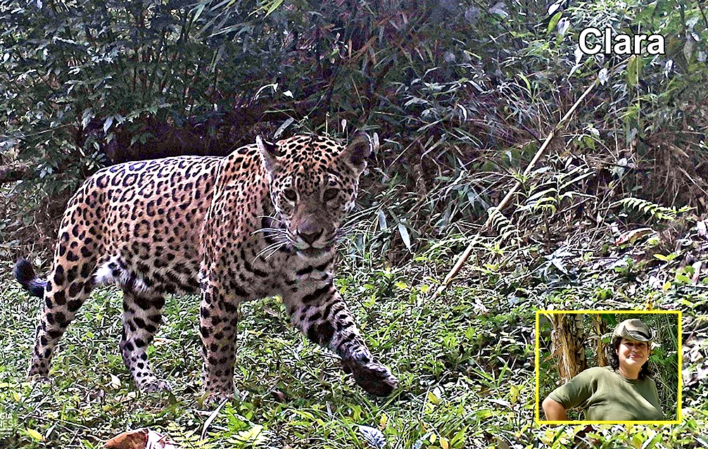 Yaguareté misionera bautizada en homenaje a una guardaparque provincial