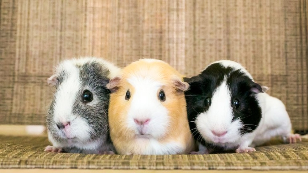 Crisis alimentaria en Cuba: el gobierno fomenta la cría y consumo de roedores