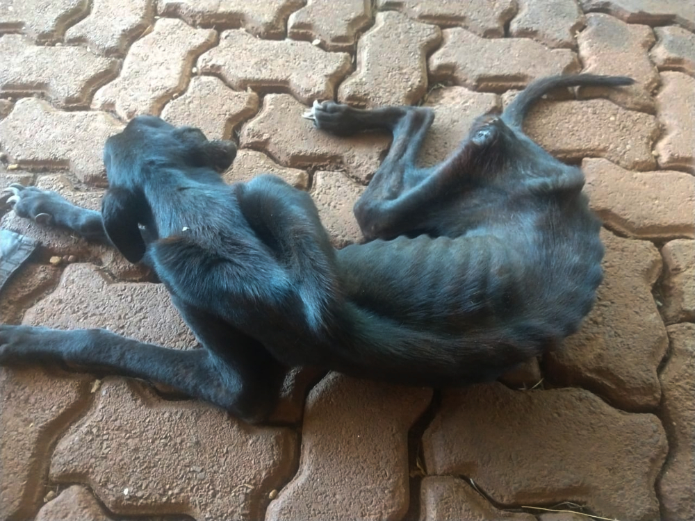 Ayuda para El Refugio de Animales