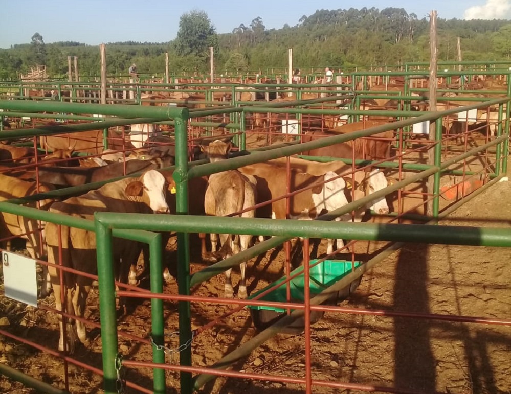 En el último remate del año se vendió más del 90% del ganado