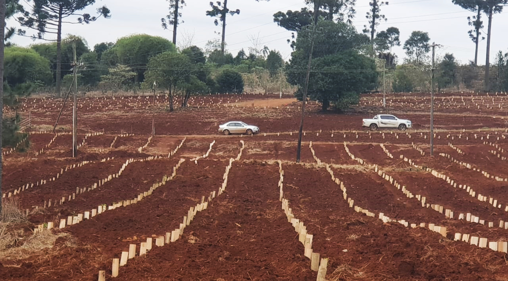 San Pedro: aprobaron ordenanza que impone una alícuota a la yerba