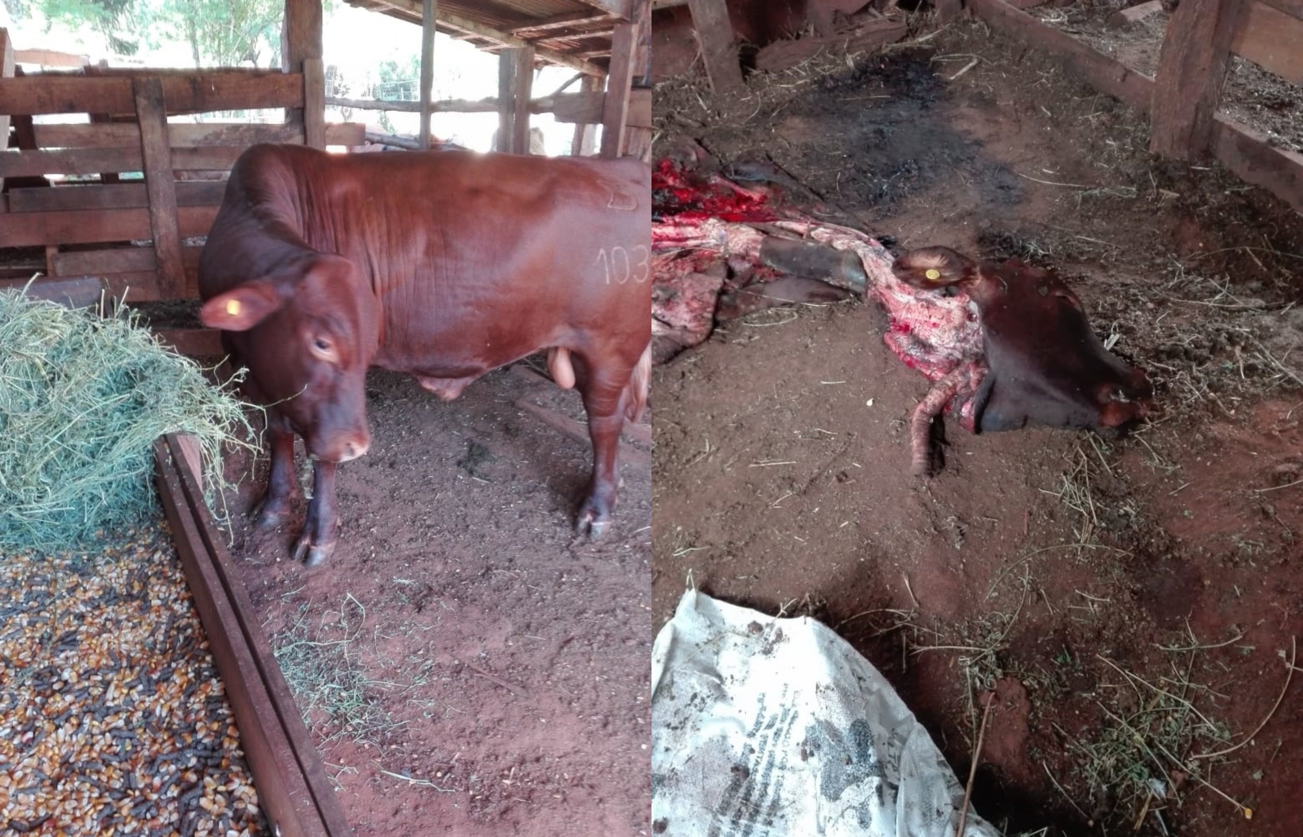 Capioví: le faenaron un toro raza Brangus de más de 100 mil pesos