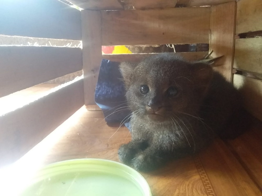 Encontraron a un cachorro de jaguarundí en Colonia Tacuara