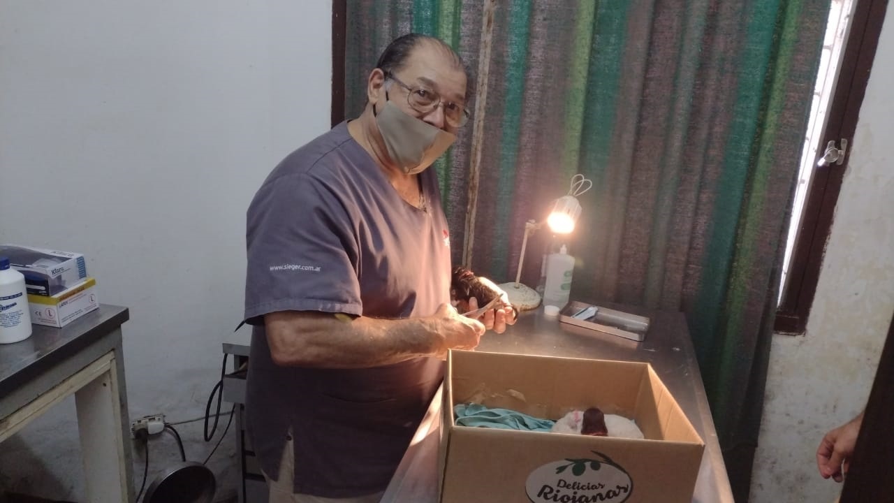 Por las altas temperaturas, alertan sobre golpes de calor en mascotas