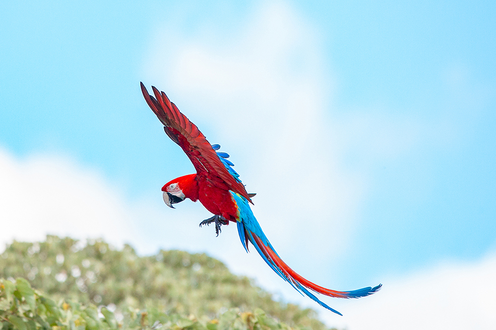 guacamayo rojo