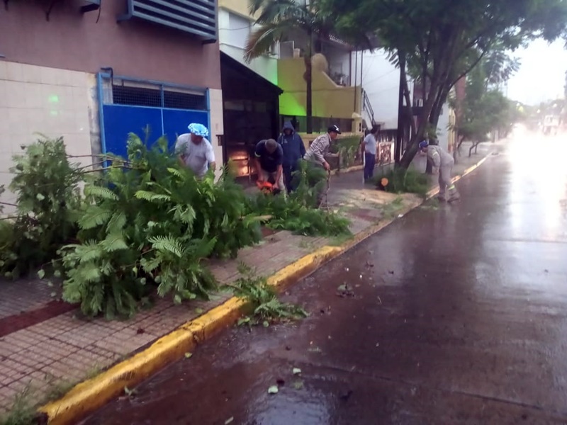 Tormenta en Posadas dejó varios árboles caídos