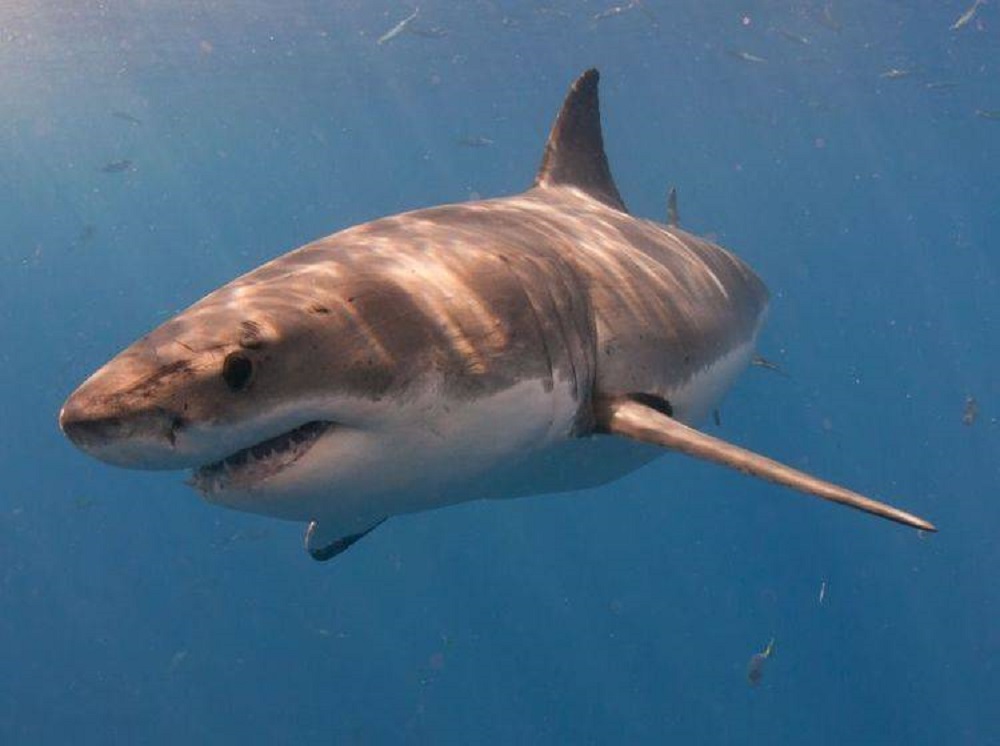 Muere una mujer por un inusual ataque de tiburón en Nueva Zelanda