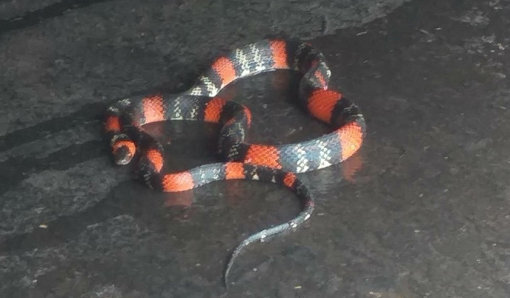 Falsa coral provocó un susto en el microcentro de Posadas