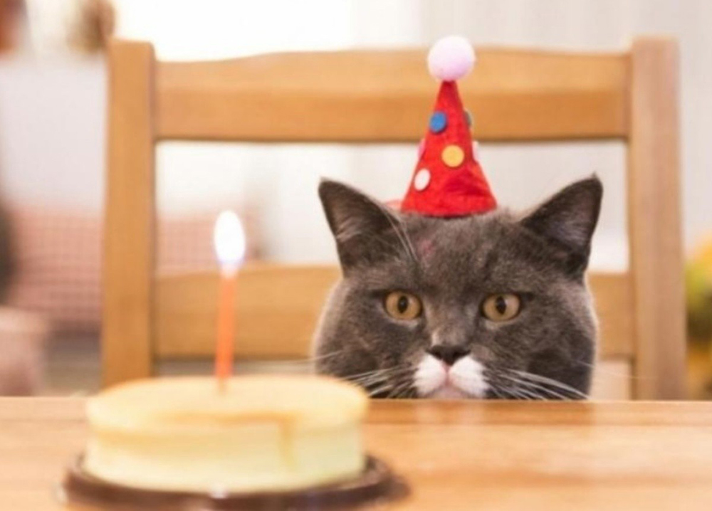 cumpleaños de un gato