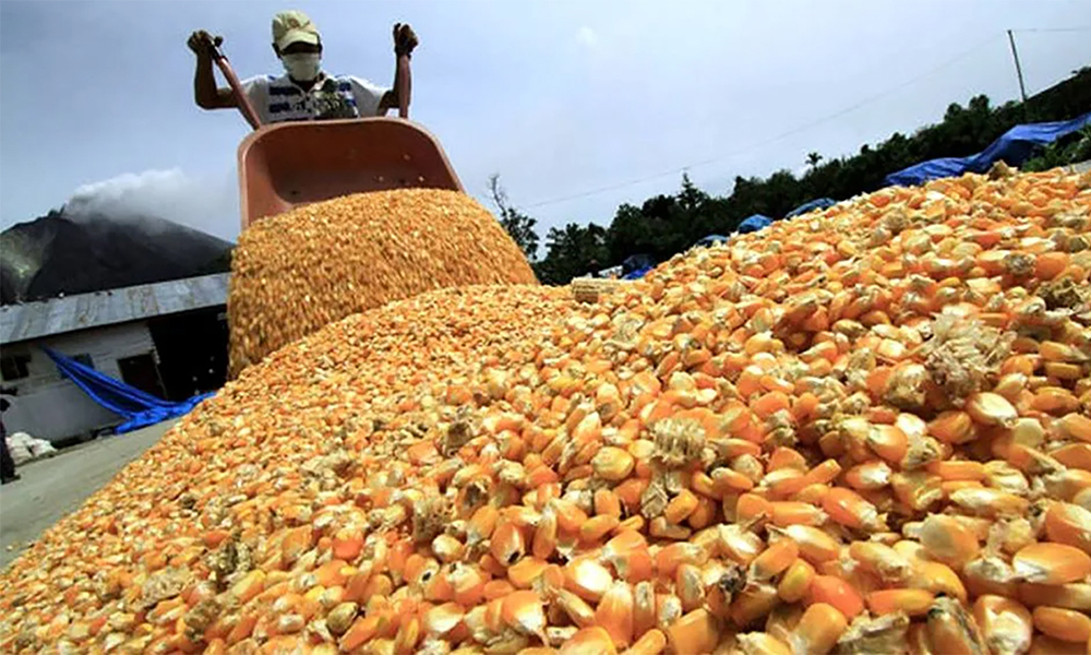 exportaciones de maíz