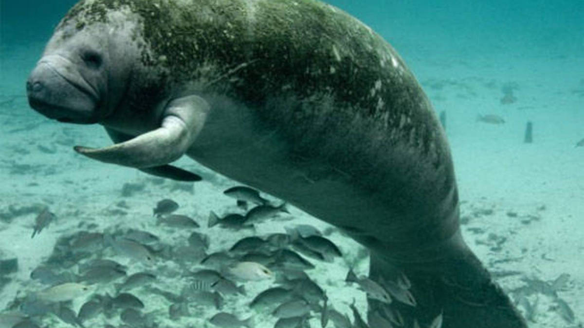 Hallan un manatí con la palabra “Trump” tallada en su lomo