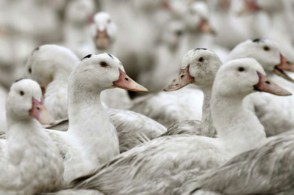 Con matanza de patos, Francia trata de evitar brote de gripe aviar