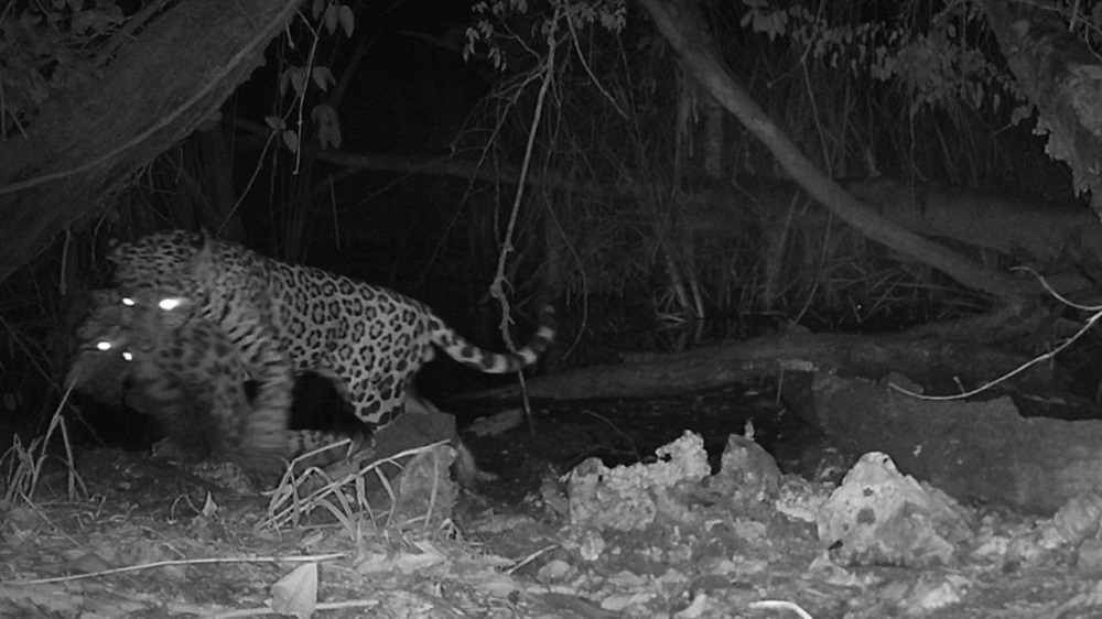 Lucha por el agua: captan por primera vez a un jaguar matando un ocelote
