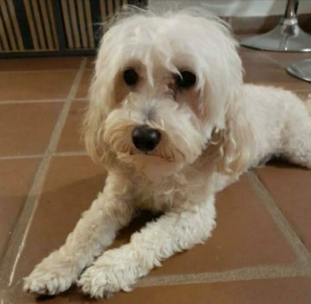 Buscan desesperadamente a Rocco en Candelaria