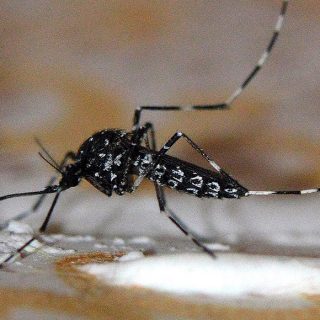 Contra el Aedes aegypti: “Sin mosquito no hay transmisión de la enfermedad”