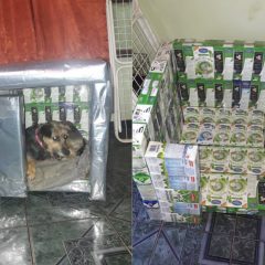 Proteccionista hace casas para perros con cajas de tetrabrik