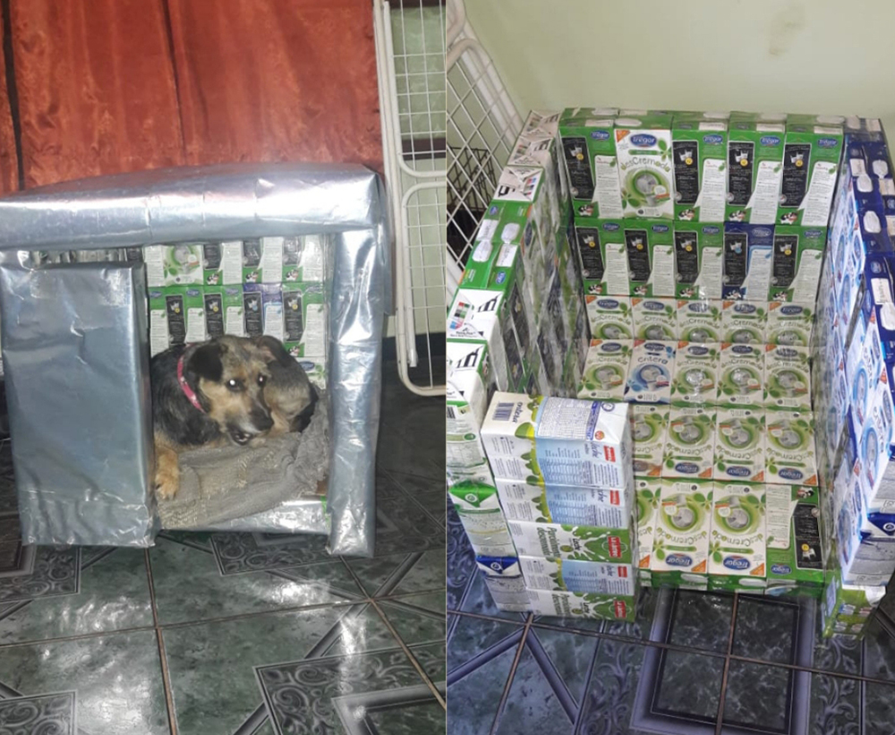 Proteccionista hace casas para perros con cajas de tetrabrik