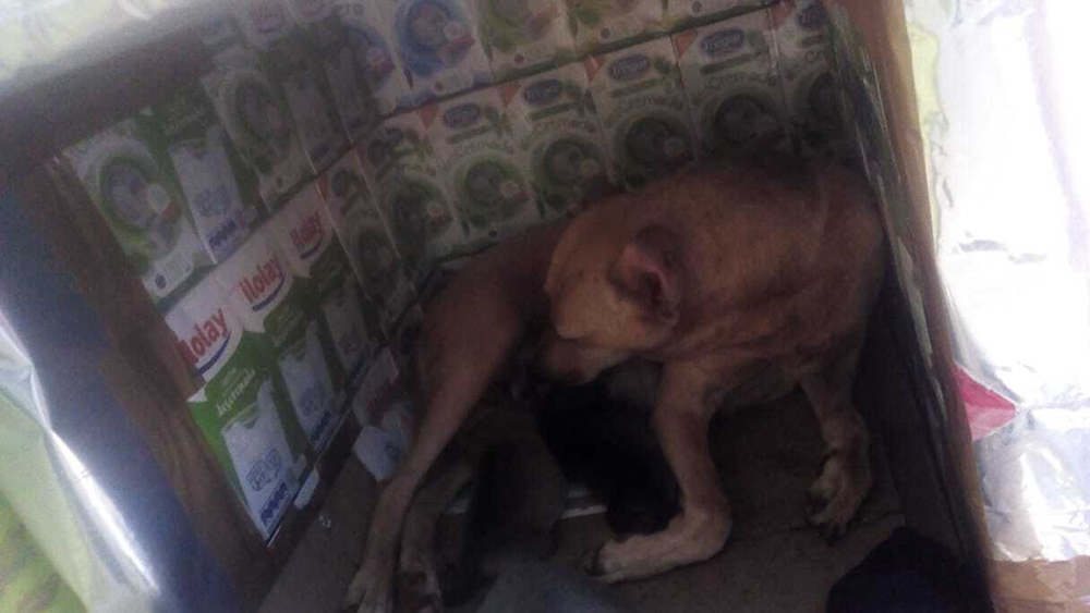 Proteccionista hace casas para perros con cajas de tetrabrik