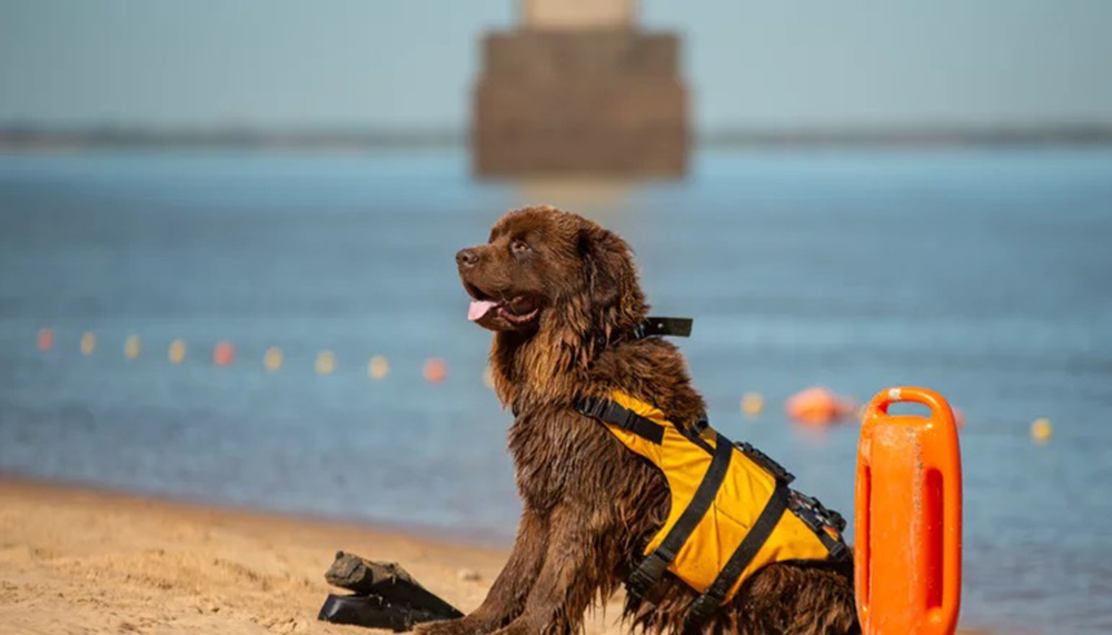 Sam el perro guardavida de Corrientes
