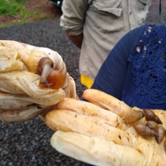 caracol gigante africano