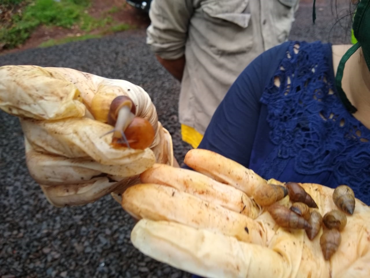 caracol gigante africano