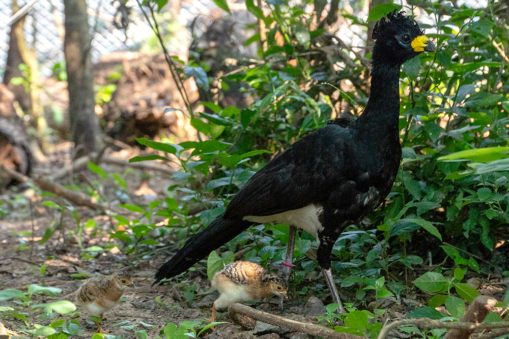 pichones de Muitu - Iberá