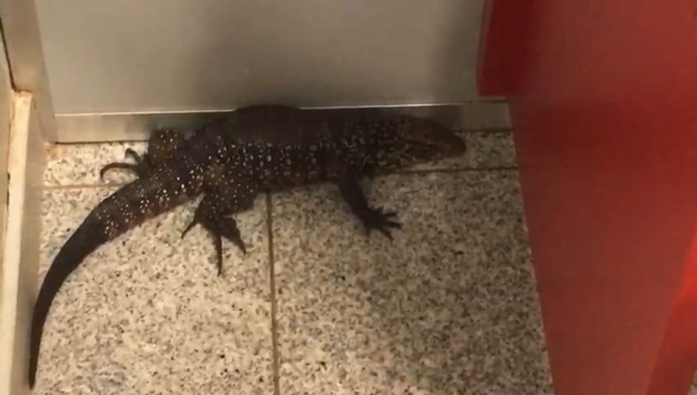 Rescatan a un lagarto overo en un cajero de Puerto Iguazú