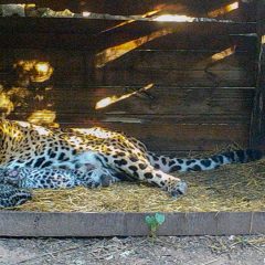 Yaguaretés - El Impenetrable Chaco