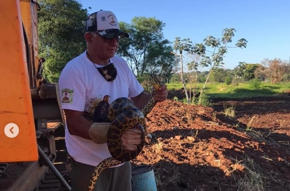 Apareció una enorme curiyú en El Laurel