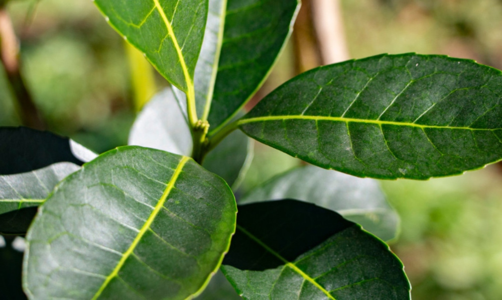 Debate por precio de la hoja verde de yerba mate pasó a cuarto intermedio