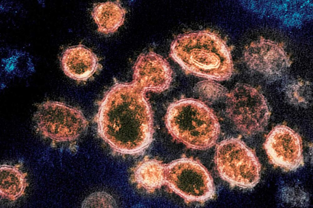 Aseguran que hay unas 4.000 variantes de coronavirus en todo el mundo