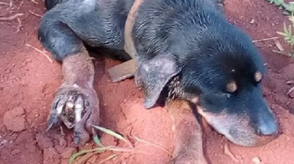 Rescatan a otro perro en estado de abandono en Eldorado