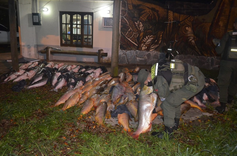 Secuestraron unos 200 kilos de pescado de contrabando rumbo a Misiones