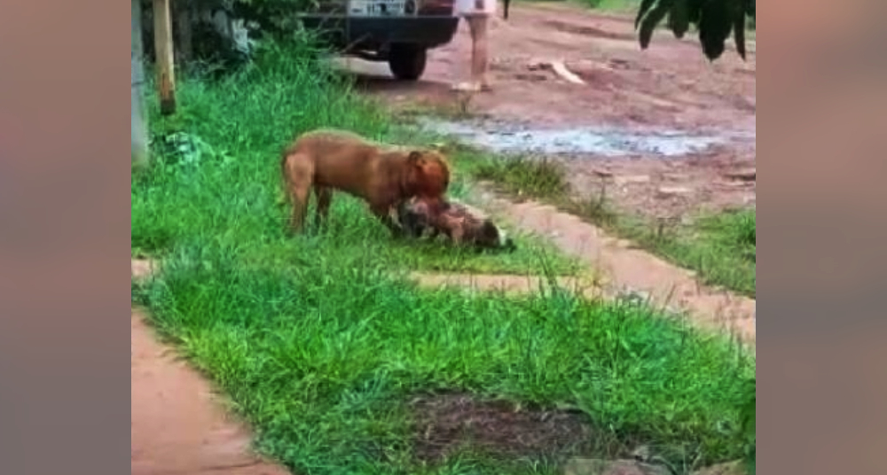 Dueños de un pitbull a la Justicia por falta de seguridad en la casa