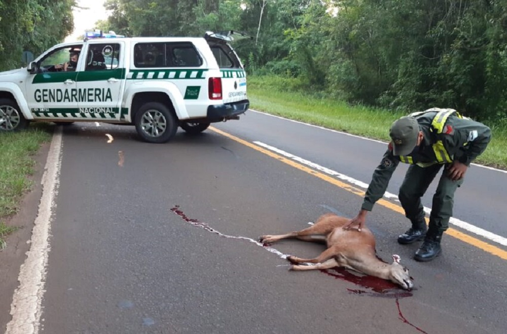 Atropellaron a un venado en el Parque Nacional Iguazú