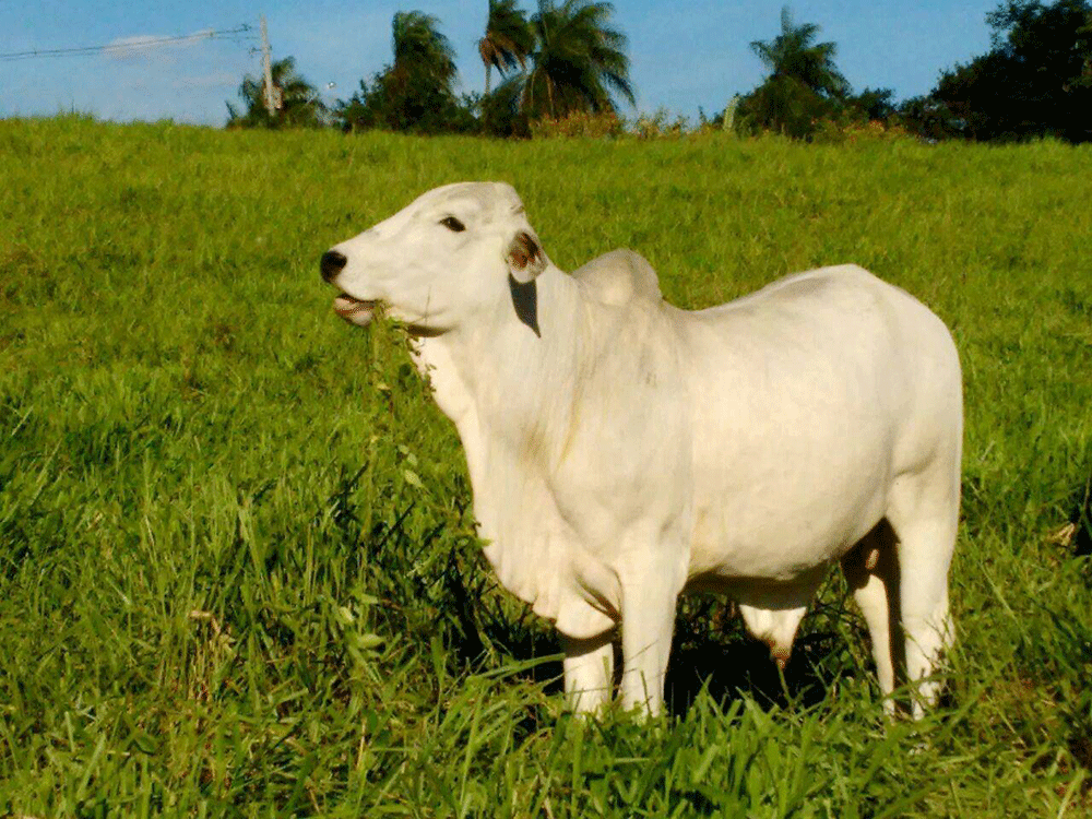 Efecto invernadero: un estudio abordó la incidencia de la ganadería