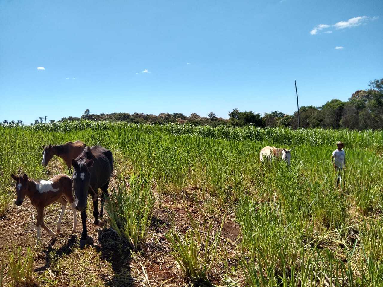 Con cámaras intentarán avistar a un felino en la zona de San Pedro