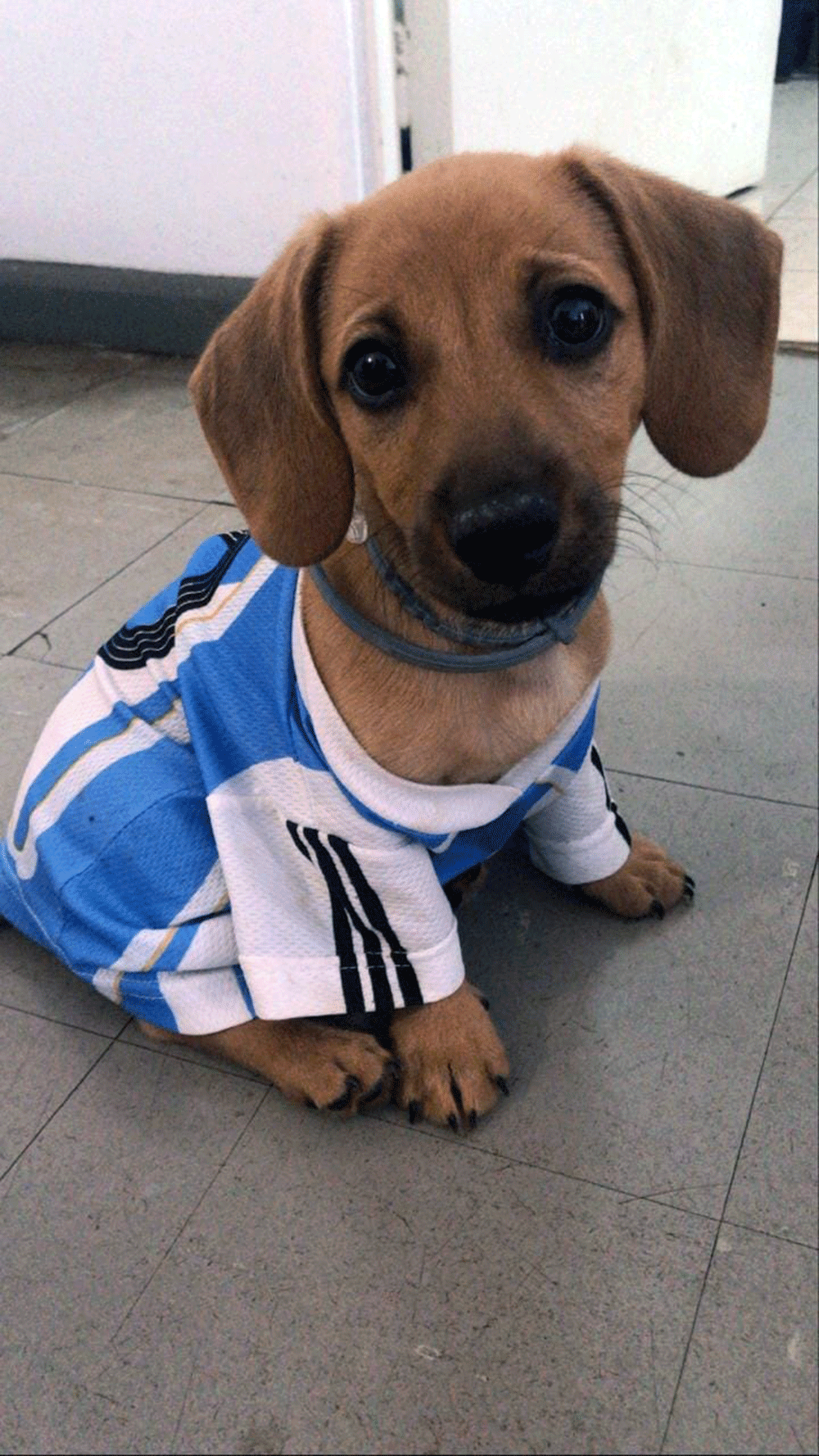 Mascotas: Hobi Louis Arce