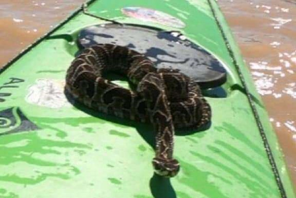 Qué hacer si un ofidio se sube a tu bote