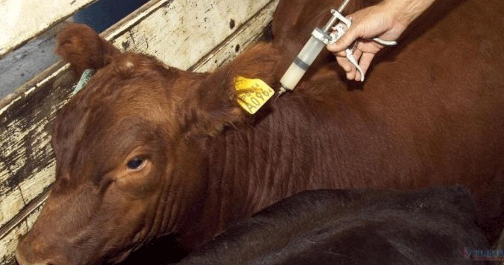 Este lunes comienza la campaña para la vacunación antiaftosa