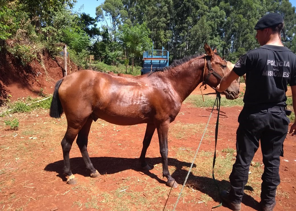 Recuperaron en Guaraní un caballo robado en Oberá