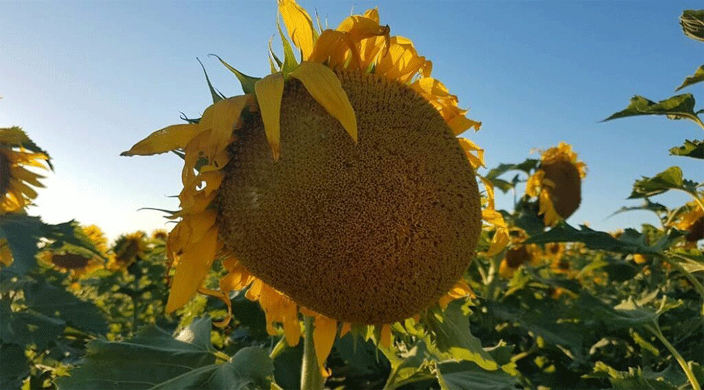La sequía extrema no logró detener al girasol en la región del NEA
