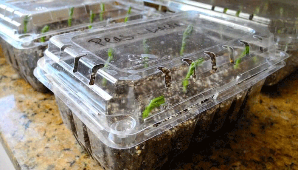 Germinación de semillas en bandejas de plástico
