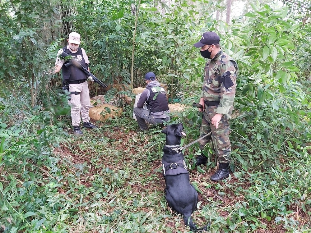 Secuestran más de una tonelada de marihuana a orillas del Paraná